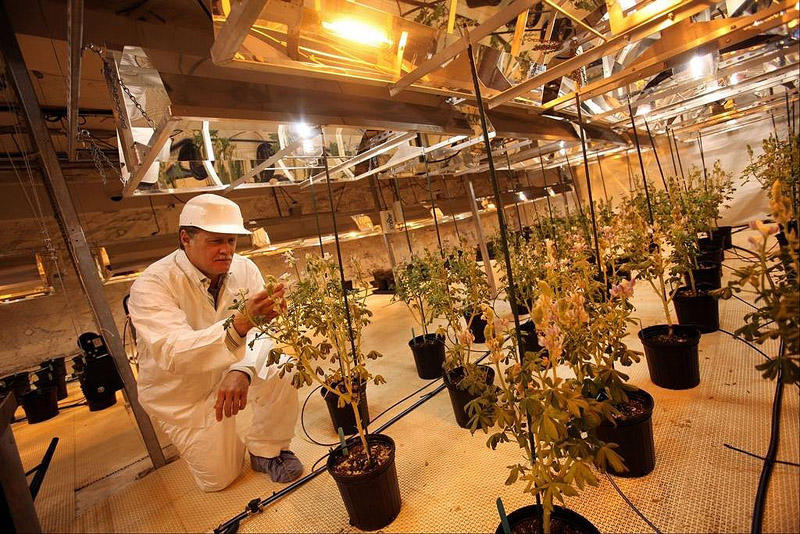 weed11 25 стран, в которых легче всего забить косячок