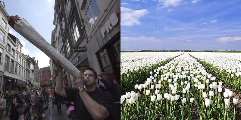 weed23 25 стран, в которых легче всего забить косячок