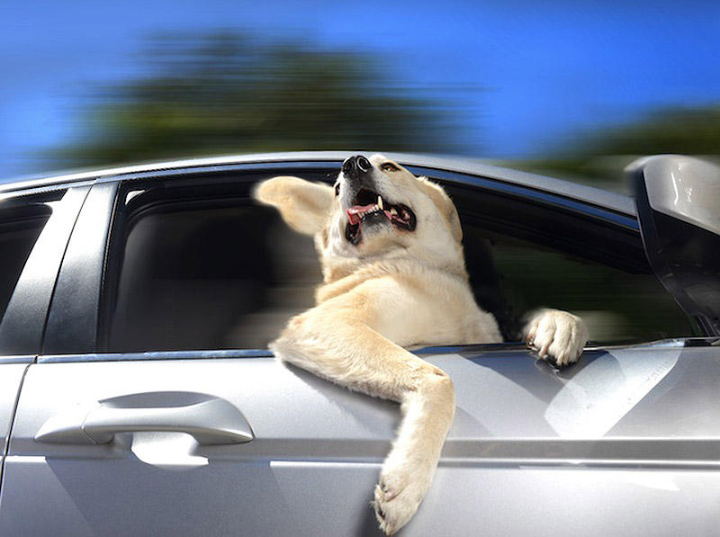 DogsInCars04 Собаки в машинах