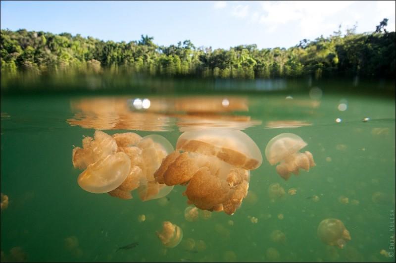 JellyfishLake01 800x531 Озеро медуз