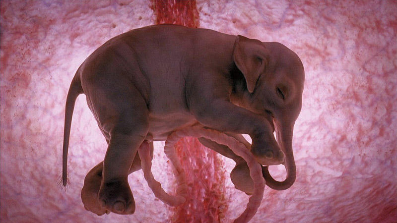 inutero01 Как выглядят животные в утробе матери