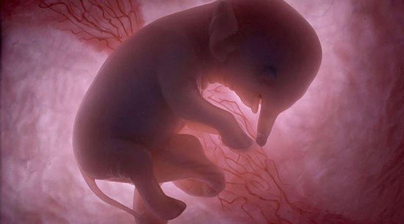 inutero02 Как выглядят животные в утробе матери