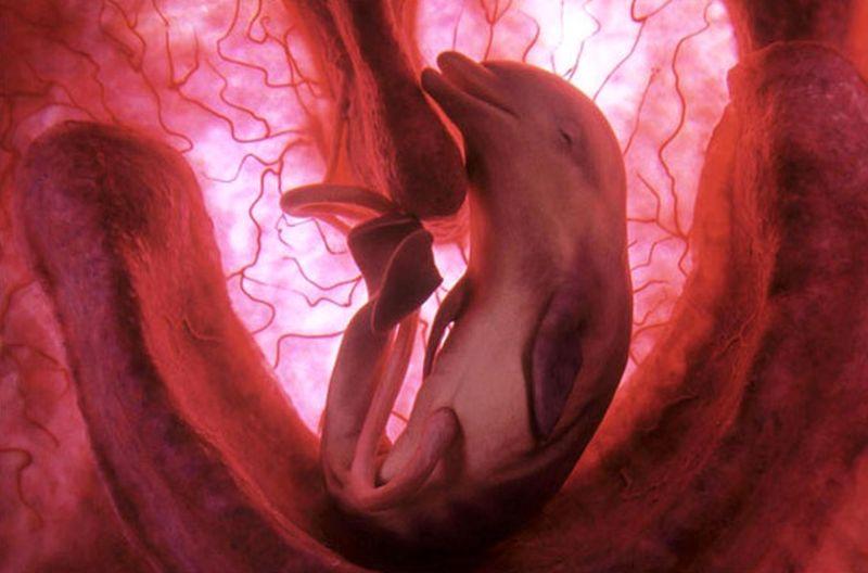 inutero06 Как выглядят животные в утробе матери