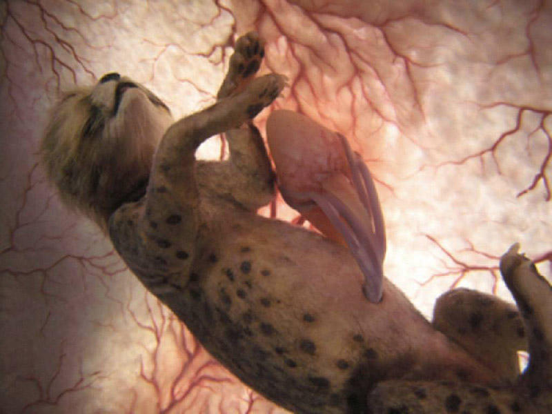 inutero08 Как выглядят животные в утробе матери