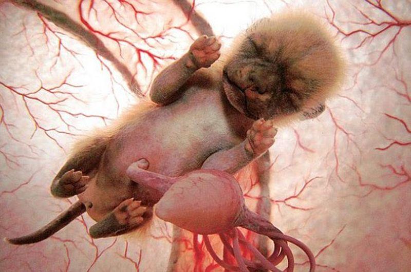 inutero16 Как выглядят животные в утробе матери
