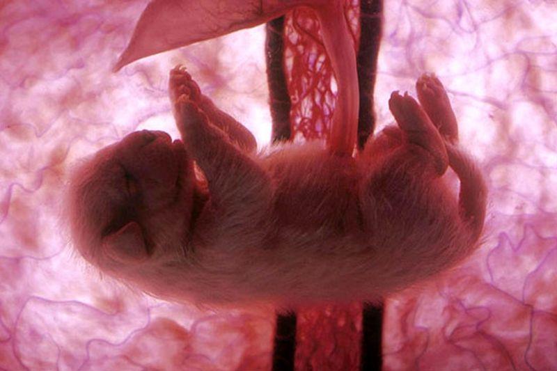 inutero18 Как выглядят животные в утробе матери