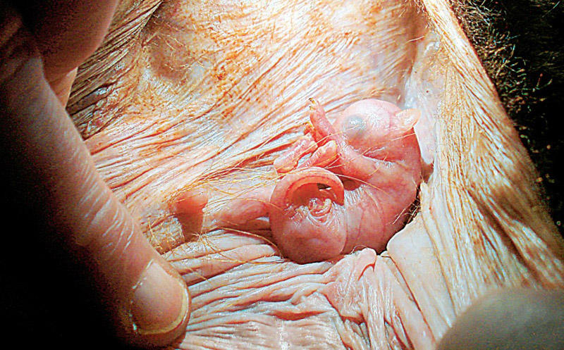 inutero20 Как выглядят животные в утробе матери