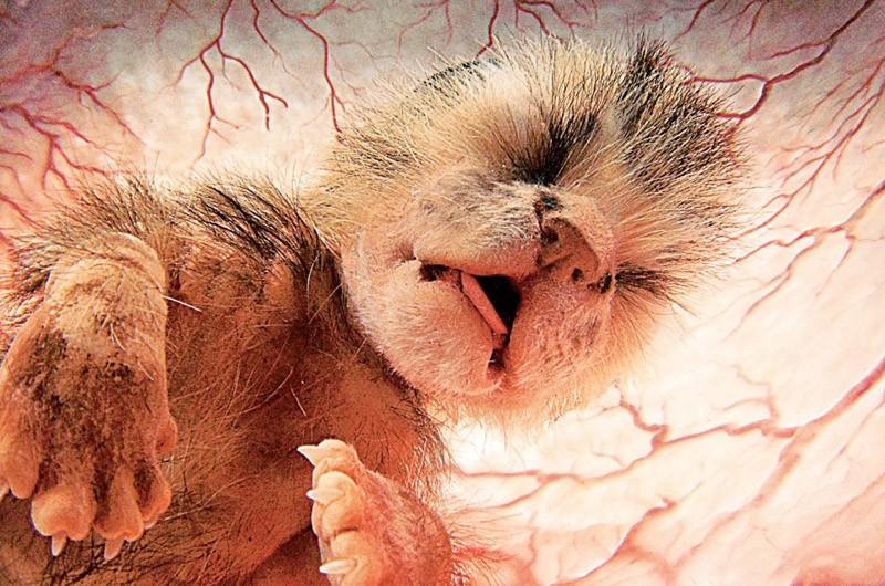 inutero21 Как выглядят животные в утробе матери