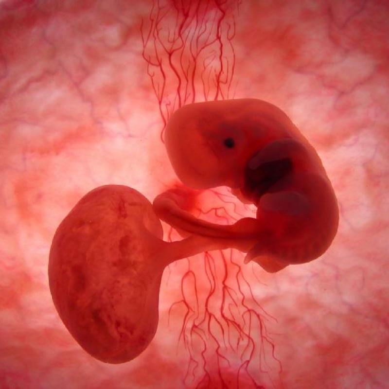 inutero22 Как выглядят животные в утробе матери