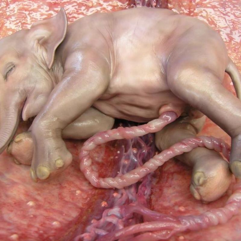 inutero24 Как выглядят животные в утробе матери