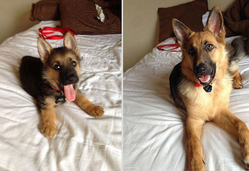 GrowingUp01 Наши любимые животные: фото до и после взросления