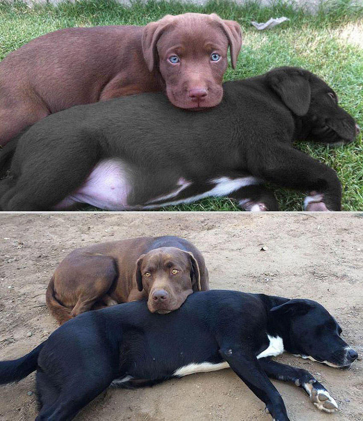 GrowingUp17 Наши любимые животные: фото до и после взросления