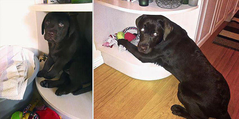 GrowingUp21 Наши любимые животные: фото до и после взросления