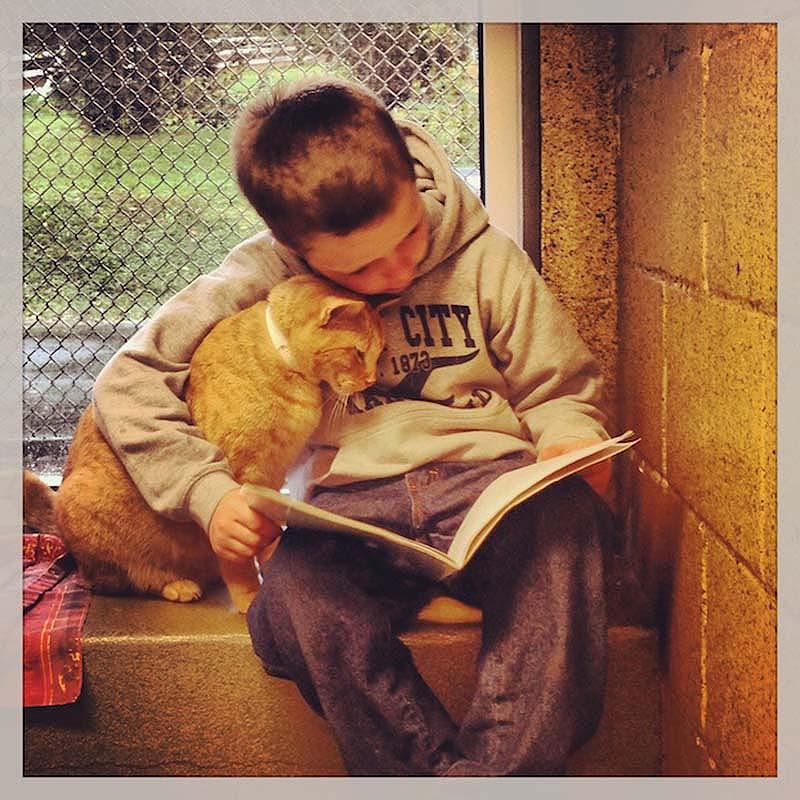 bookbuddies14 Дети учатся читать, а коты им помогают
