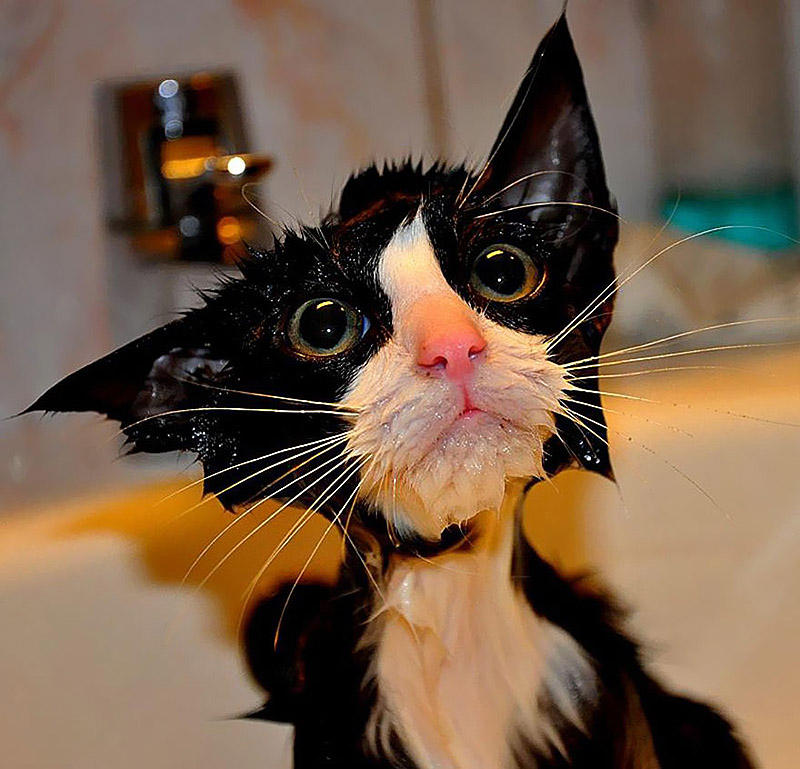 wetcats01 Невероятно забавные фото мокрых котиков