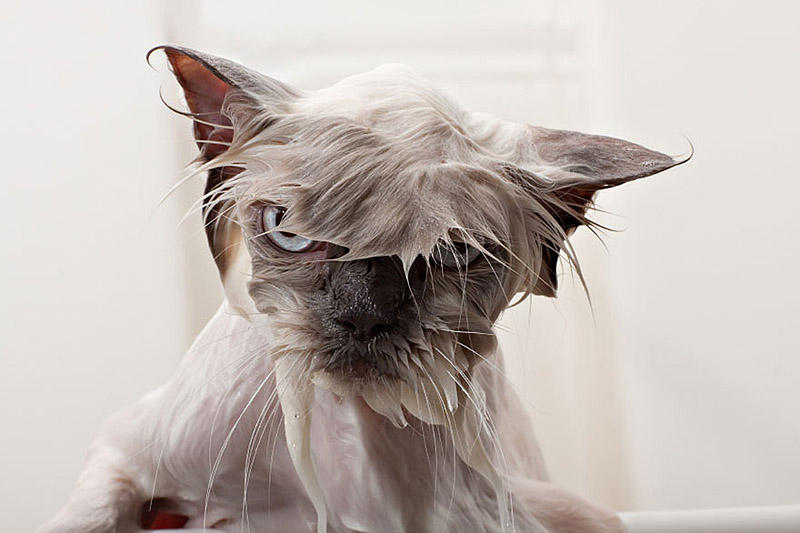 wetcats02 Невероятно забавные фото мокрых котиков
