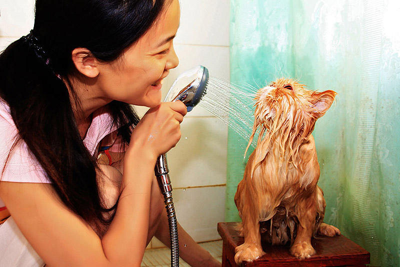 wetcats06 Невероятно забавные фото мокрых котиков