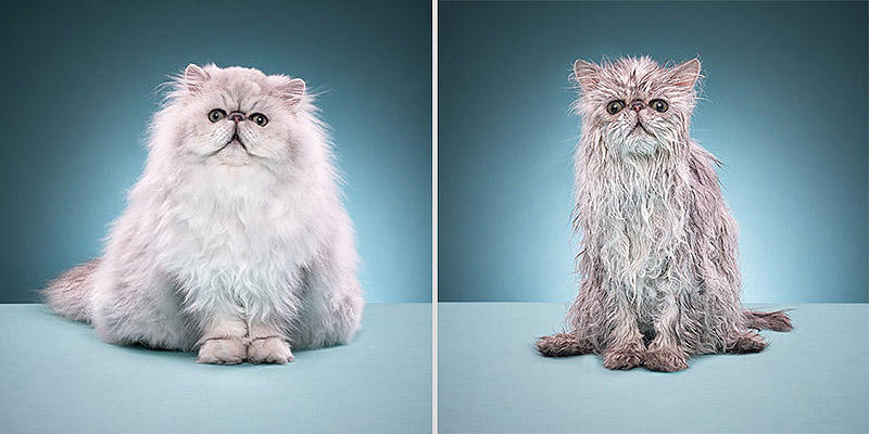 wetcats09 Невероятно забавные фото мокрых котиков