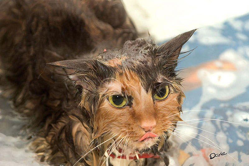 wetcats10 Невероятно забавные фото мокрых котиков