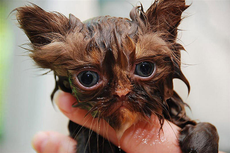 wetcats13 Невероятно забавные фото мокрых котиков