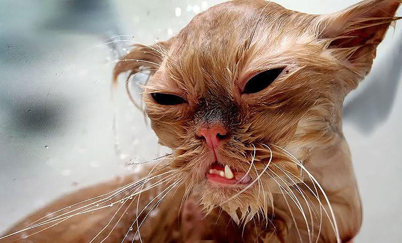 wetcats15 Невероятно забавные фото мокрых котиков