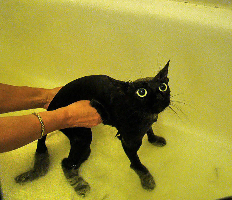wetcats16 Невероятно забавные фото мокрых котиков