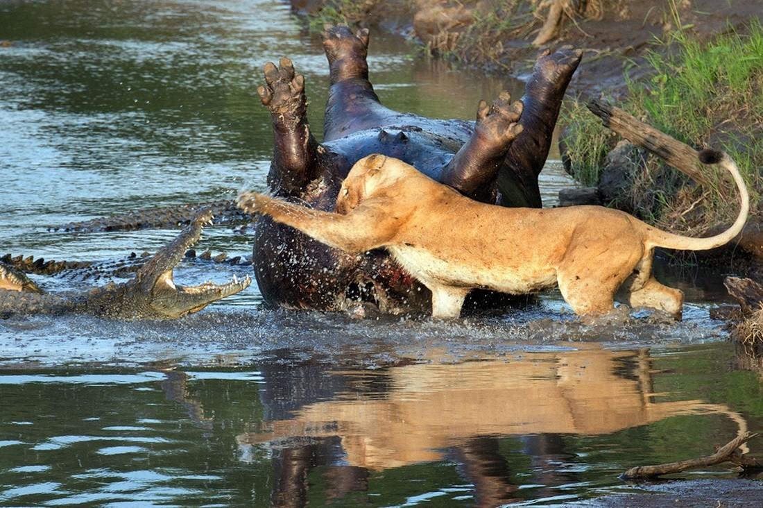  Потрясающие кадры противостояния львицы и крокодилов - фото 3