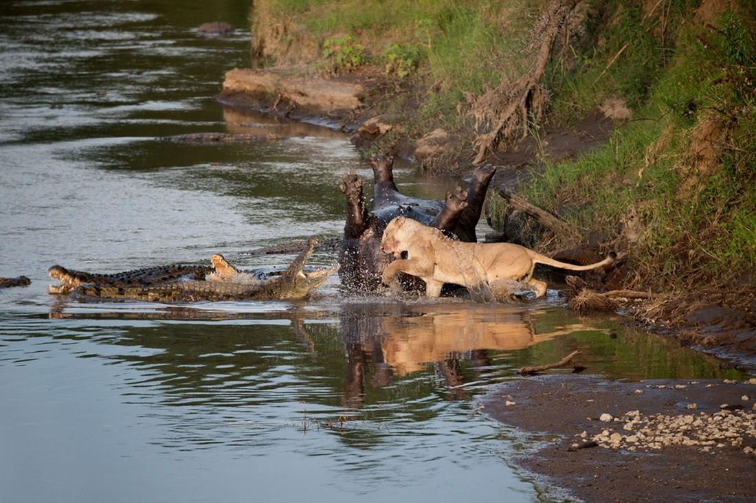  Потрясающие кадры противостояния львицы и крокодилов - фото 4