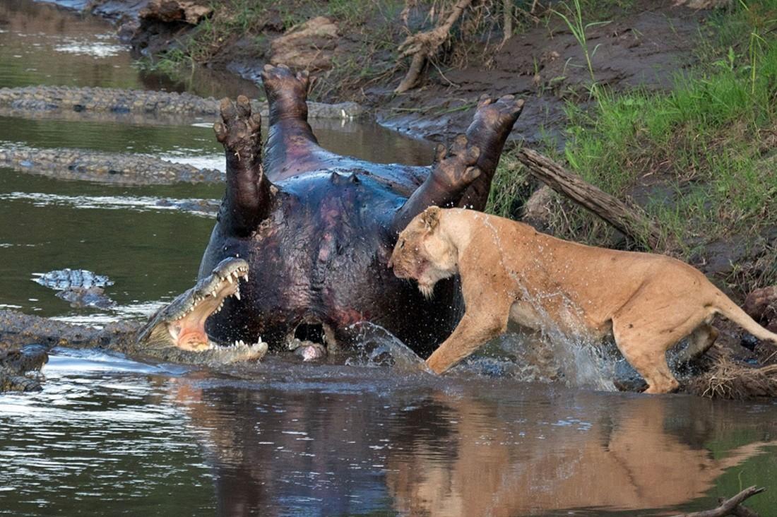 lionvscrocos05 Потрясающие кадры противостояния львицы и крокодилов