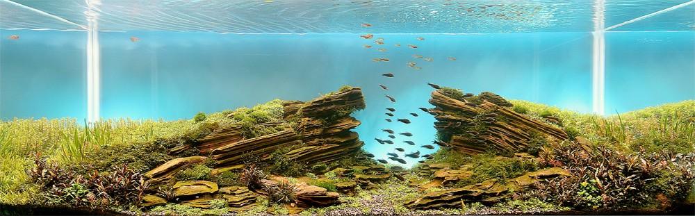 Aquascaping05 Искусство аквариумистики   удивительные подводные пейзажи