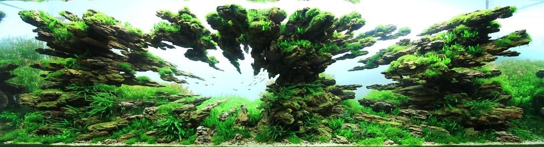 Aquascaping09 Искусство аквариумистики   удивительные подводные пейзажи