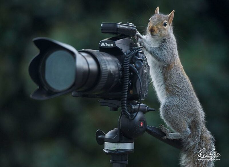 CuriousSquirrels19 800x585 Любопытные белки в кадре британского фотографа