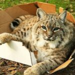 bigcatsinboxes01 150x150 10 удивительных животных, которые умеют говорить
