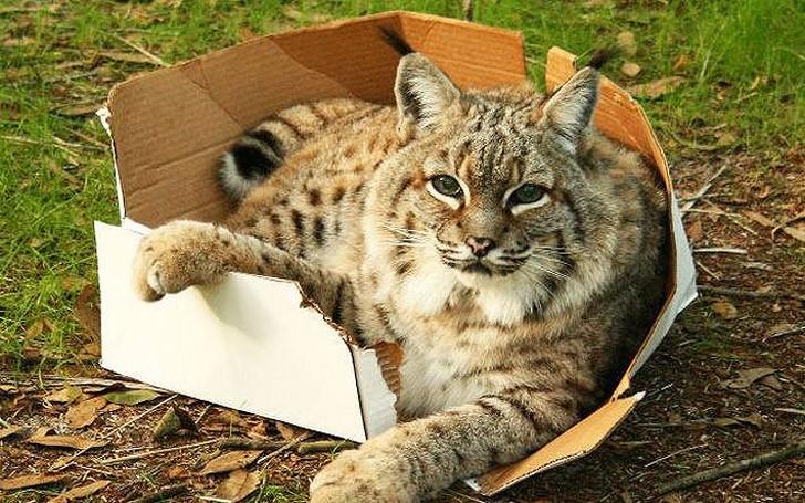 bigcatsinboxes01 Большие котики тоже любят коробки