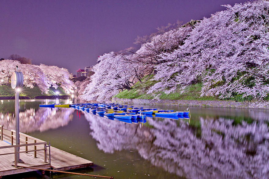 cherry d Самые красивые фотографии цветения сакуры в 2014 м году
