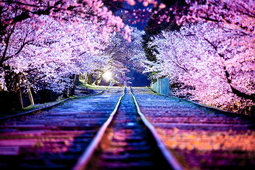 cherry e Самые красивые фотографии цветения сакуры в 2014 м году