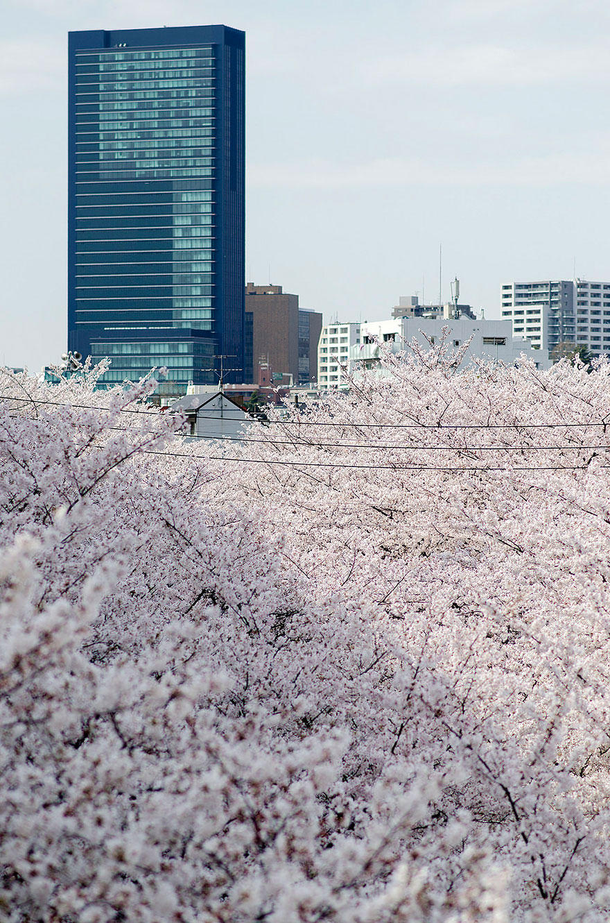 cherry f Самые красивые фотографии цветения сакуры в 2014 м году