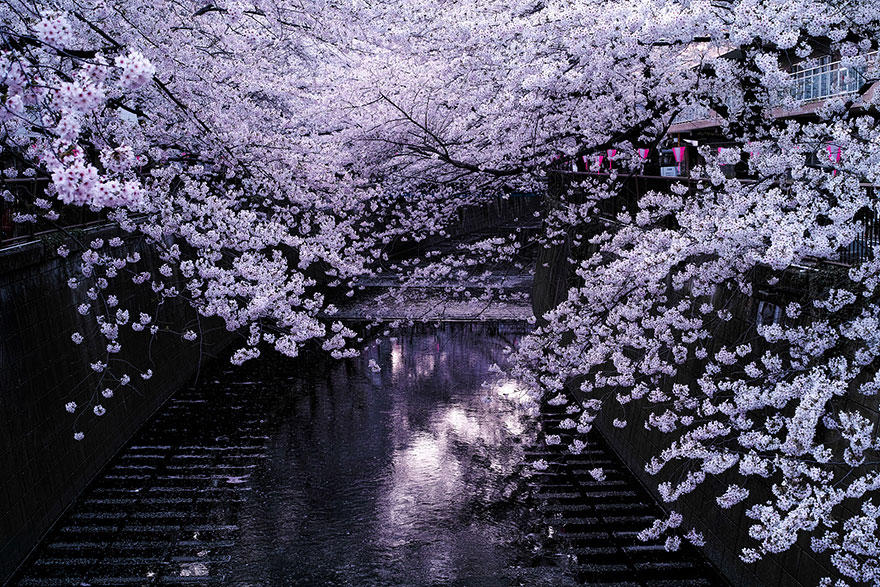 cherry g Самые красивые фотографии цветения сакуры в 2014 м году