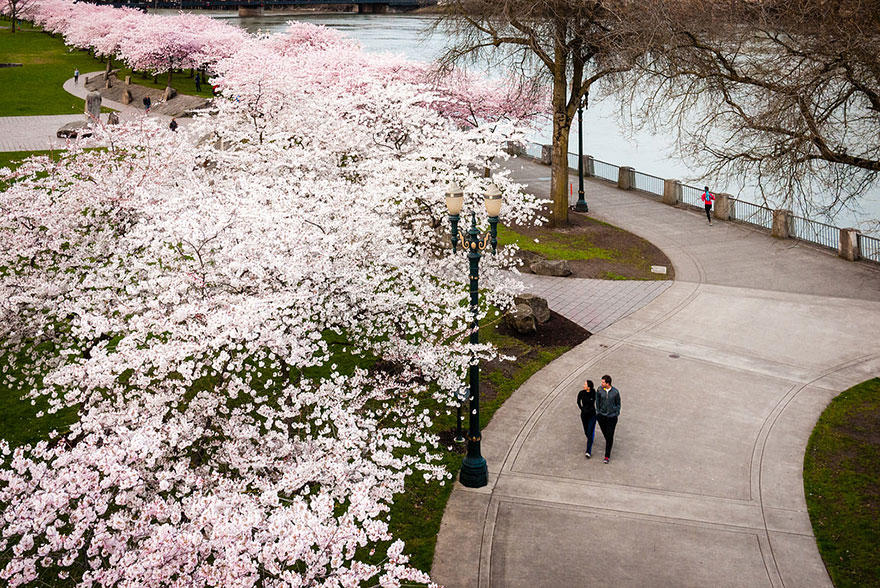 cherry i Самые красивые фотографии цветения сакуры в 2014 м году