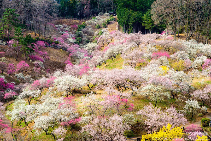 cherry j Самые красивые фотографии цветения сакуры в 2014 м году