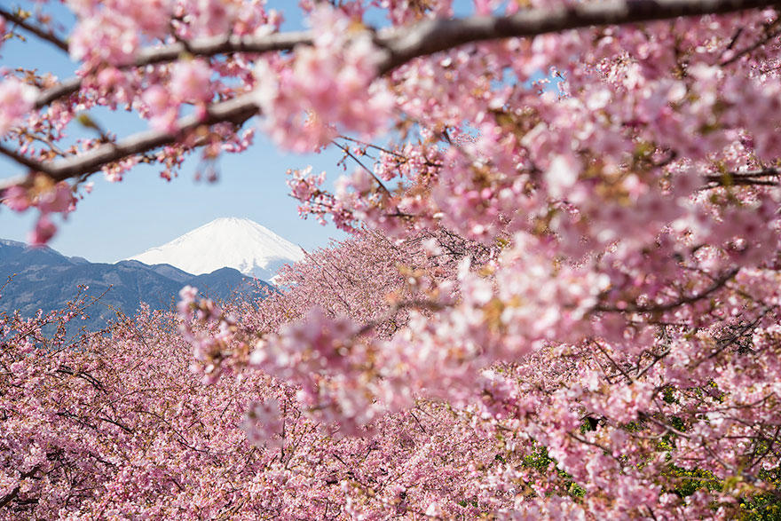 cherry l Самые красивые фотографии цветения сакуры в 2014 м году