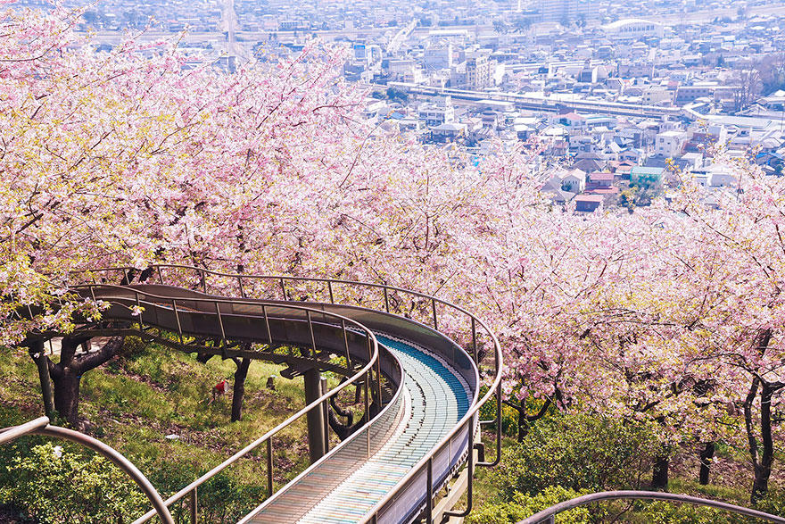 cherry n Самые красивые фотографии цветения сакуры в 2014 м году