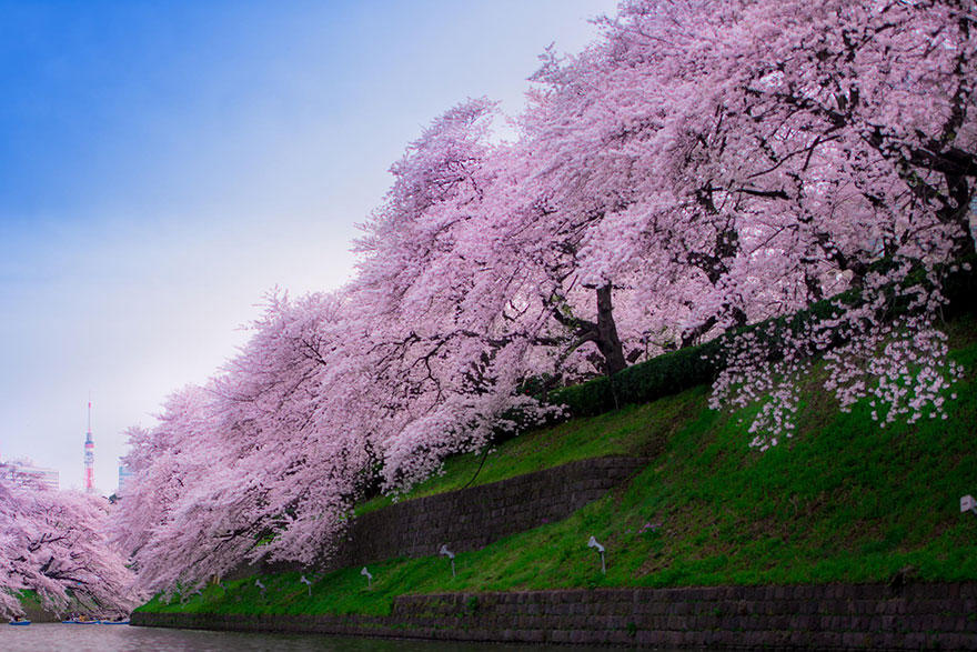 cherry o Самые красивые фотографии цветения сакуры в 2014 м году