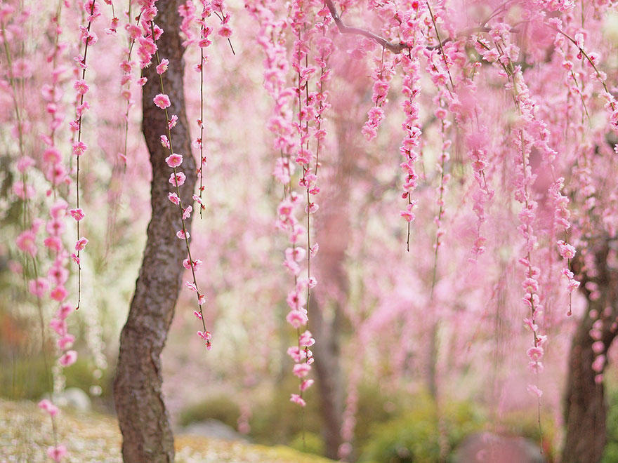 cherry p Самые красивые фотографии цветения сакуры в 2014 м году