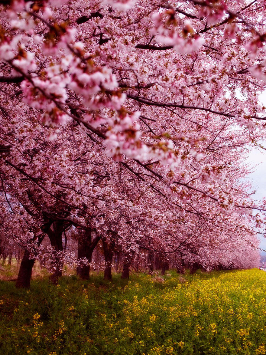 cherry r Самые красивые фотографии цветения сакуры в 2014 м году