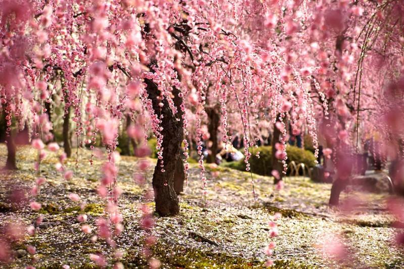 cherry s 800x533 Самые красивые фотографии цветения сакуры в 2014 м году