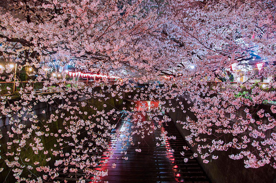 cherry t Самые красивые фотографии цветения сакуры в 2014 м году