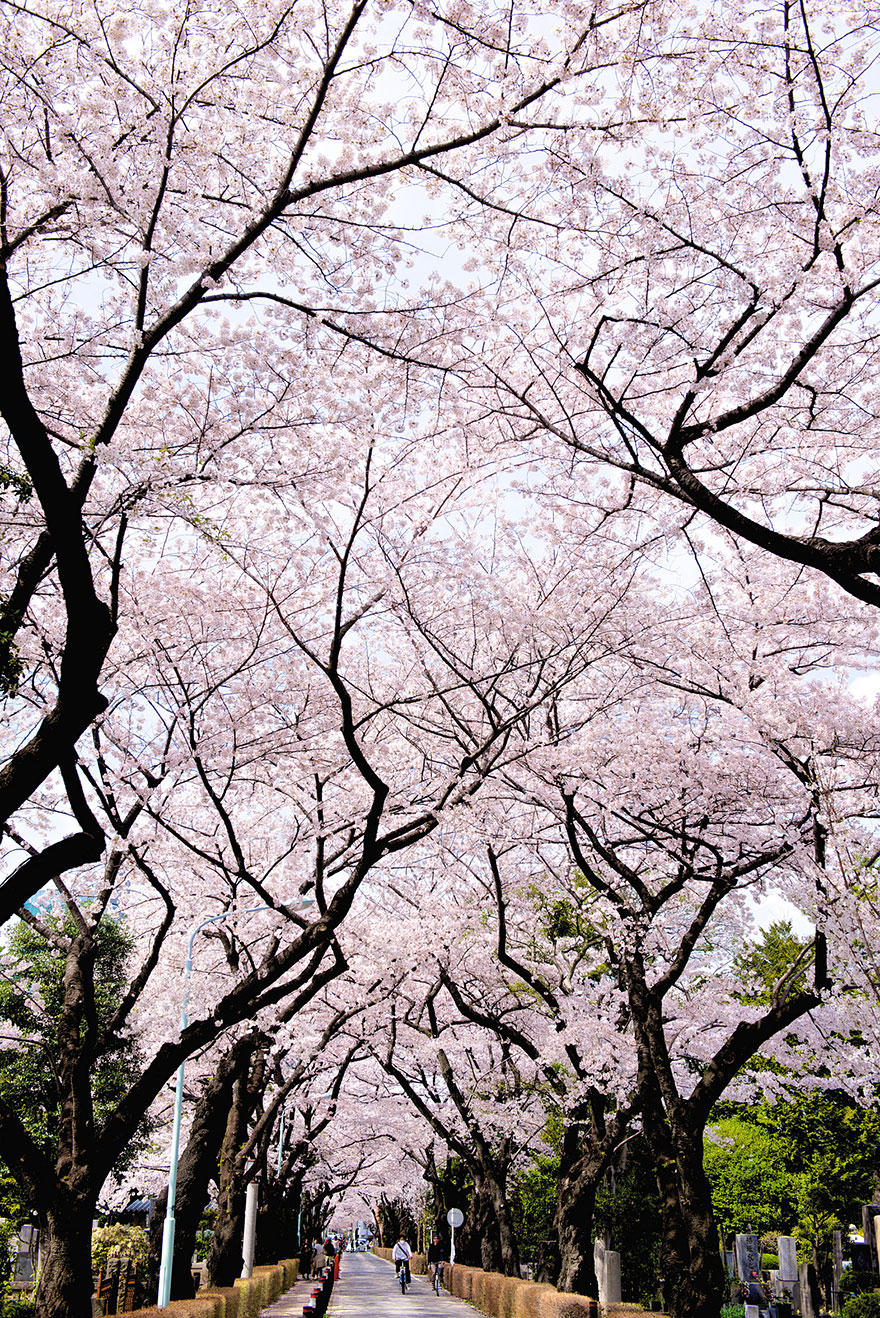 cherry u Самые красивые фотографии цветения сакуры в 2014 м году