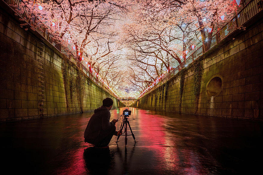 cherry v Самые красивые фотографии цветения сакуры в 2014 м году