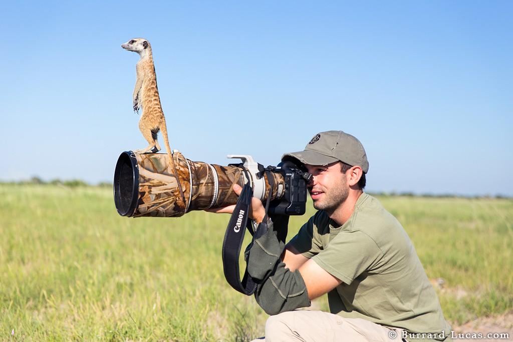 meerkats04 Дружба между сурикатами и фотографом
